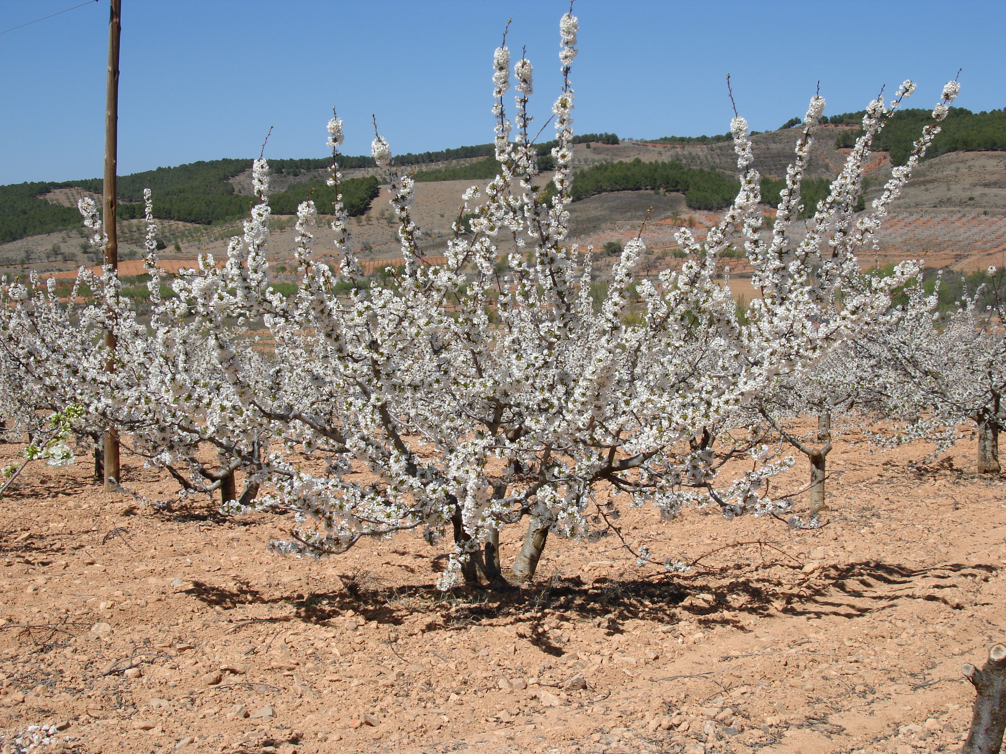 Cerezo en flor
